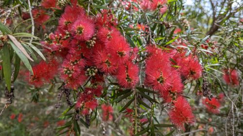 Red bottlebrush in full bloom