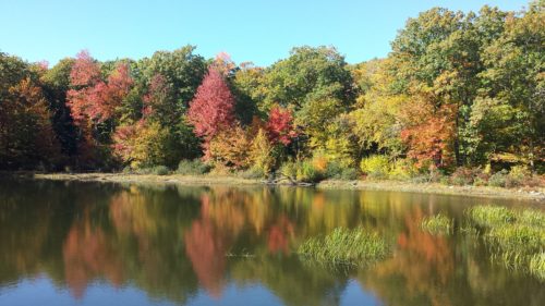 Autumnal treees reflected in water