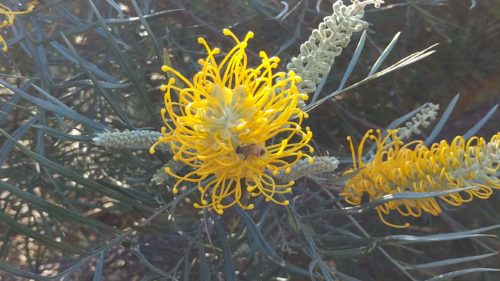 Flowering yellow grevillea. Photo by Ann Lund.