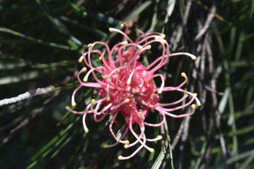 Pink flowering grevillea. 