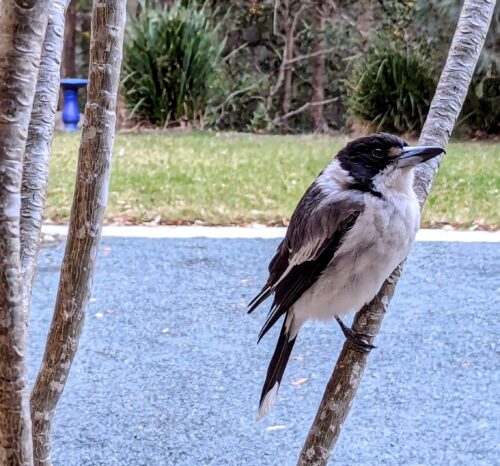 Grey Butcherbird perched on a Frangipani branch