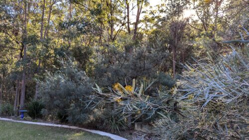 Garden scene with Grevilleas, gum trees & bird bath