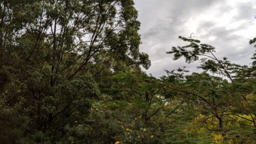 Cloudy sky and trees