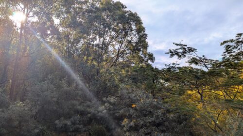 Sunshine through trees