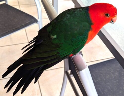 King Parrot sitting on the back of a chair.