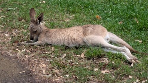 Kangaroo lying on grass