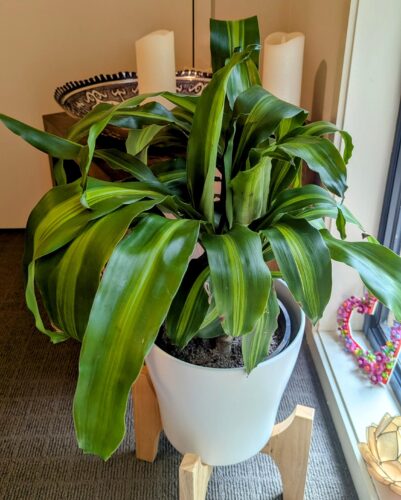 plant in white pot